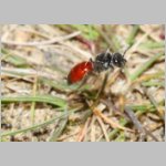 Sphecodes pellucidus - Blutbiene w002d 9mm - Sandgrube Niedringhaussee-det.jpg